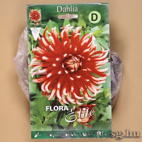 D�lia / Friquolet / 1db