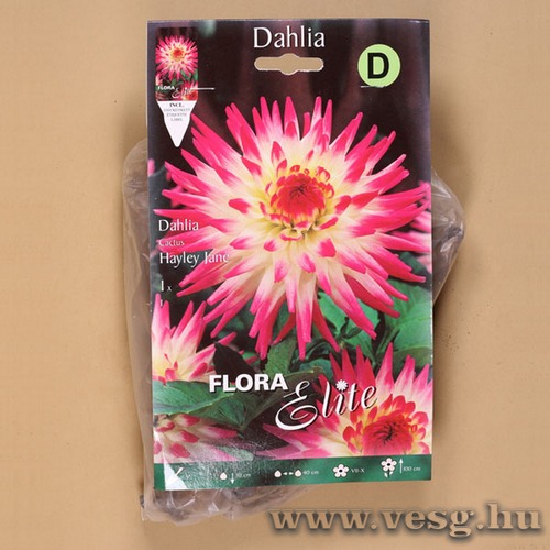 D�lia / Hayley Jane / 1db