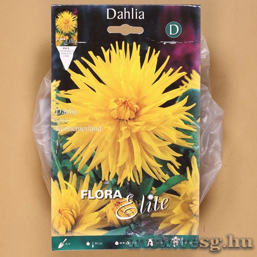 D�lia / Kennemerland / 1db