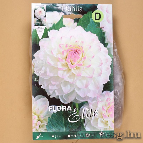 D�lia / Eveline / 1db