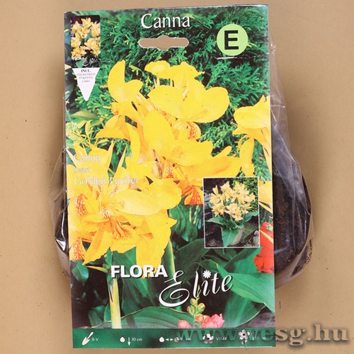 Kannavirg / Golden Lucifer / 1db