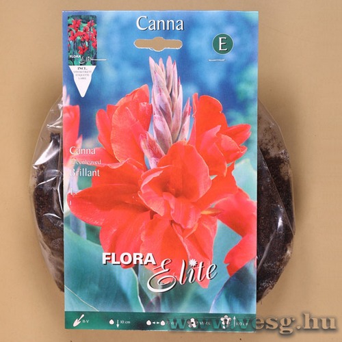 Kannavirg / Brillant / 1db