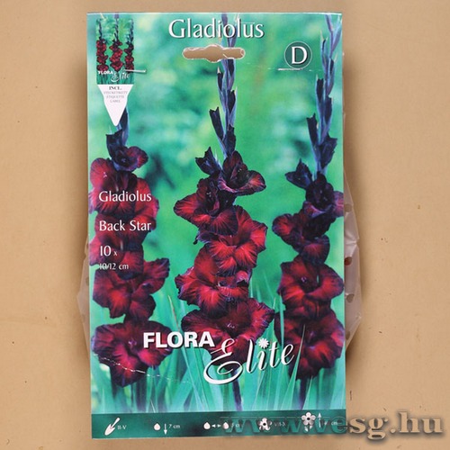 Kardvirág / Black Star / 10db