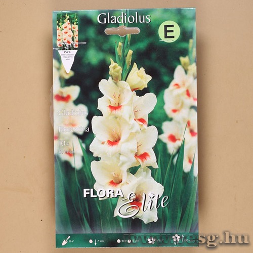 Kardvirág / Fiorentina / 10db
