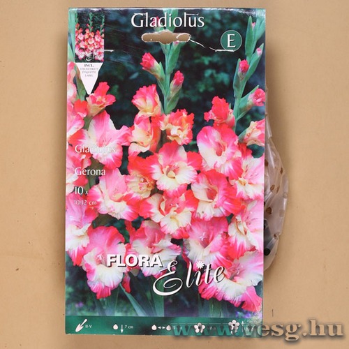 Kardvirág / Gerona / 10db