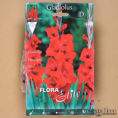 Kardvirág / Mascagni / 10db