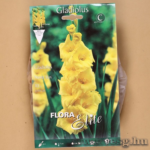 Kardvirág / Nova Lux / 10db