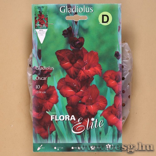 Kardvirág / Oscar / 10db