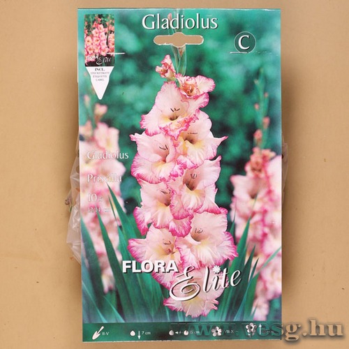 Kardvirág / Priscilla / 10db