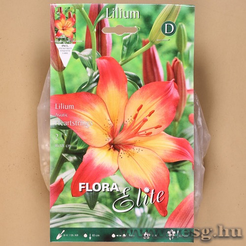 Liliom Ázsiai / Heartstrings / 2db