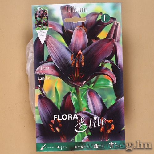 Liliom Ázsiai / Landini / 2db