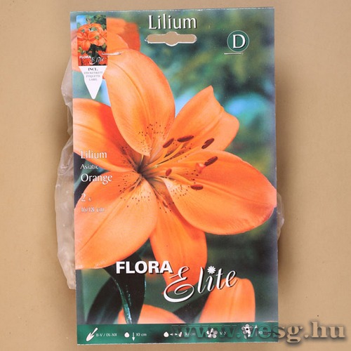 Liliom Ázsiai / Orange / 2db