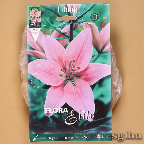 Liliom Ázsiai / Pink / 2db