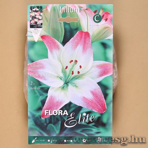 Liliom Ázsiai / Pink And White / 2db