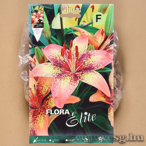 Liliom Ázsiai / Tribal Dance / 2db