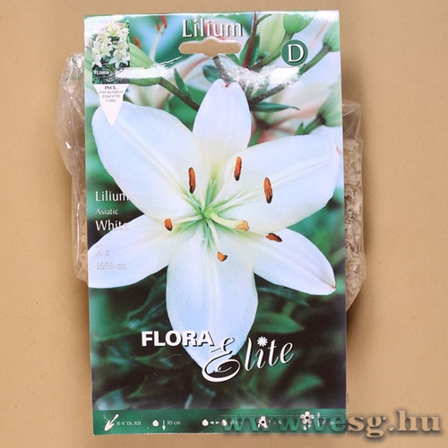 Liliom Ázsiai / White / 2db