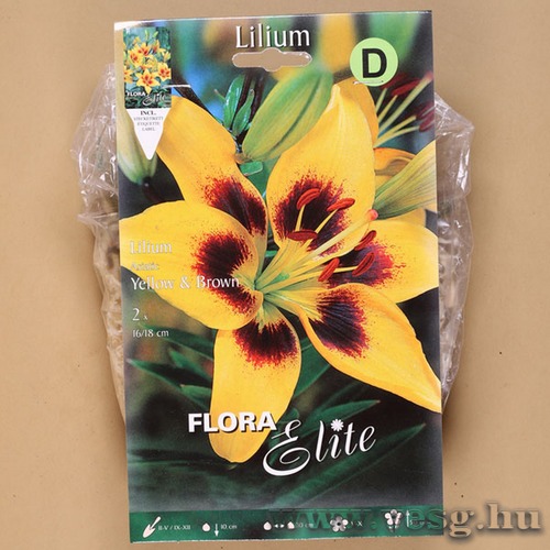 Liliom �zsiai / Yellow Brown / 2db