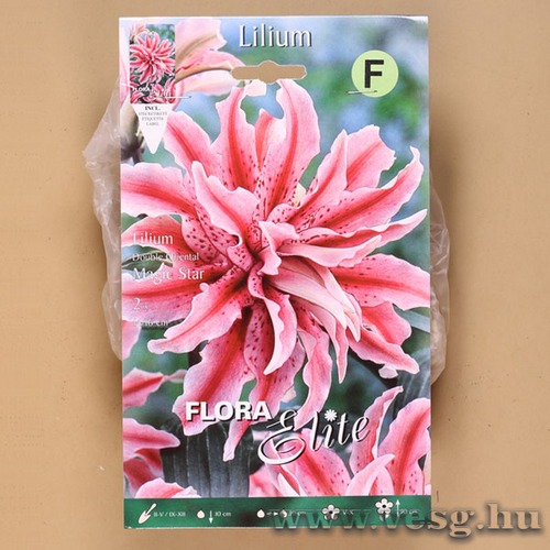 Liliom Dupla Oriental / Magic Star / 2db