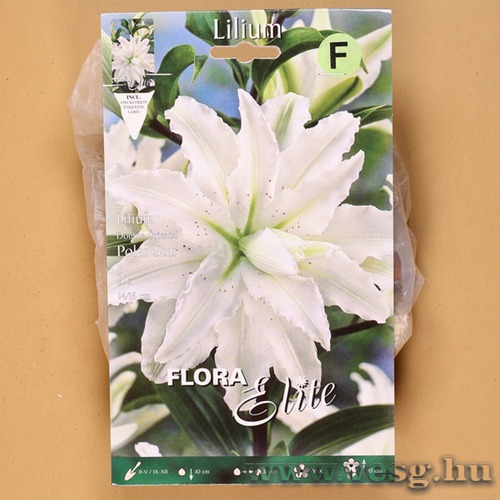 Liliom Dupla Oriental / Polar Star / 2db