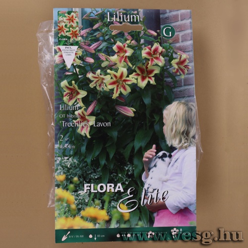 Liliomfa /Treelilies Lavon/ 2db