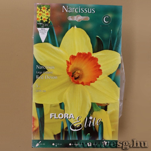 Nárcisz /Red Devon/ 5db