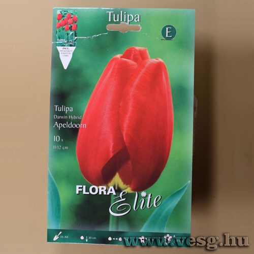 Tulip�n /Apeldoorn/ 10db