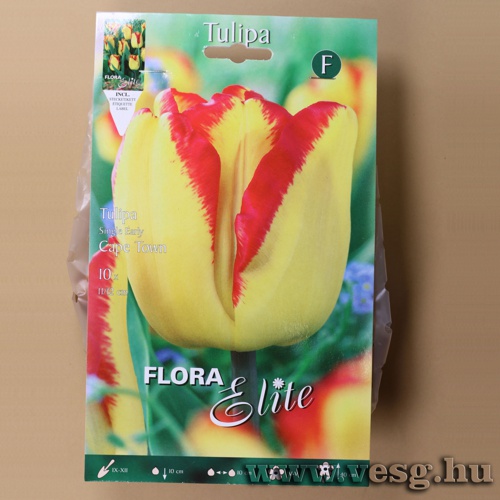 Tulipn/Cape Town/ 10db