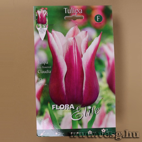 Tulipn /Claudia/ 10db