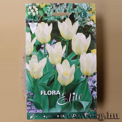 Tulip�n /Concerto/ 10db