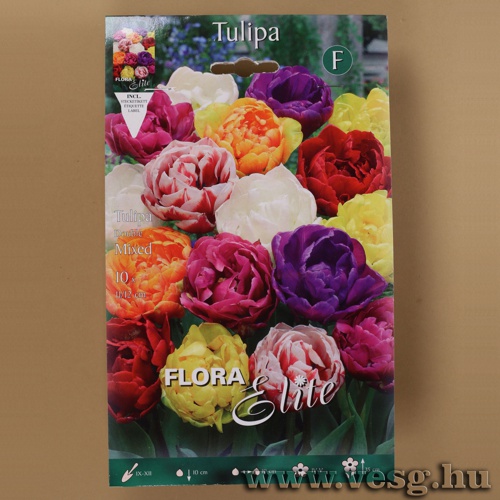 Tulip�n /Double, Sz�nkever�k/ 10db