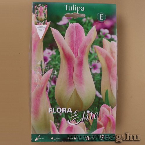 Tulipn /Elegant Lady/ 10db