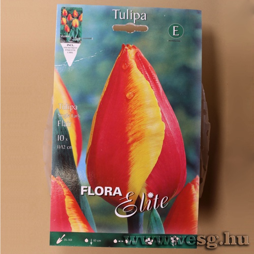 Tulip�n /Flair/ 10db