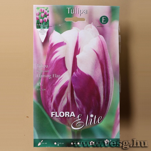 Tulip�n /Flaming Flag/ 10db