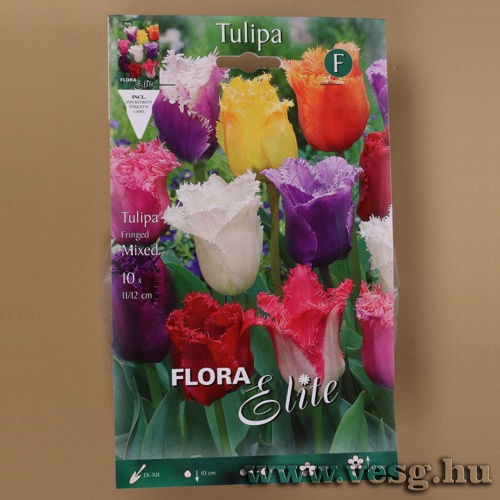 Tulip�n /Fringed, Sz�nkever�k/ 10db