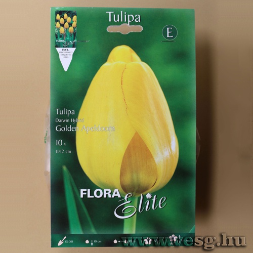 Tulip�n /Golden Apeldoorn/ 10db