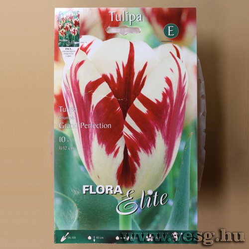 Tulip�n /Grand Perfection/ 10db
