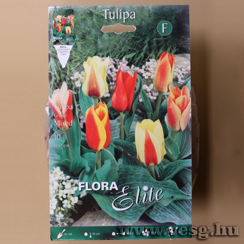 Tulip�n /Greigii, Sz�nkever�k/ 10db