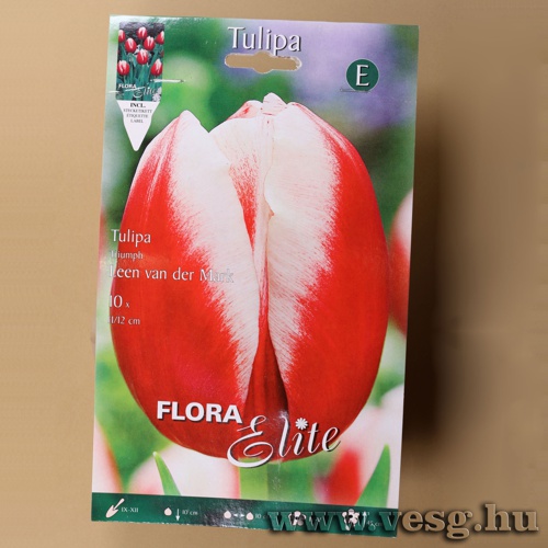 Tulip�n /Leen van der Mark/ 10db
