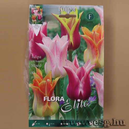 Tulipn /Lily Flowered, Sznkeverk/ 10db
