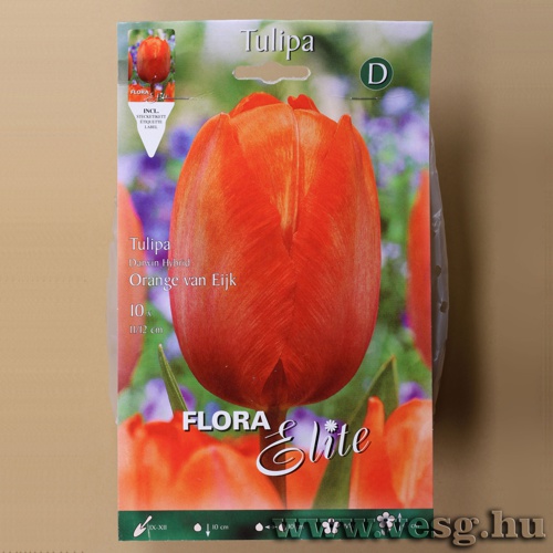 Tulipn /Orange Van Eijk/ 10db