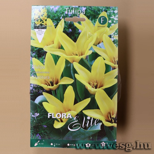 Tulip�n /Partitura/ 10db