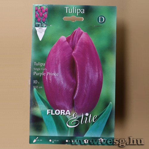 Tulip�n /Purple Prince/ 10db