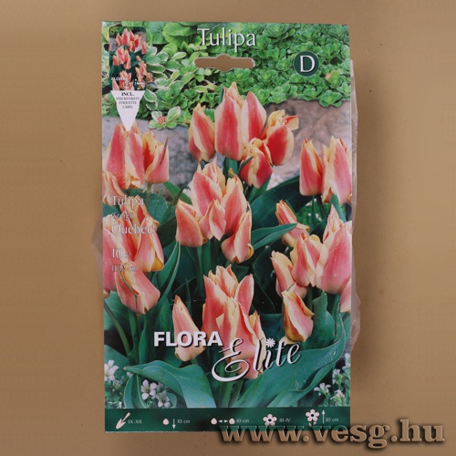 Tulip�n /Quebec/ 10db