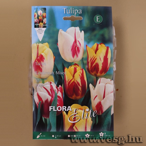 Tulip�n /Rembrandt, Sz�nkever�k/ 10db