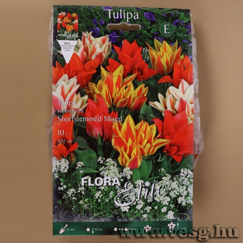 Tulip�n /Shortstemmed, Sz�nkever�k/ 10db