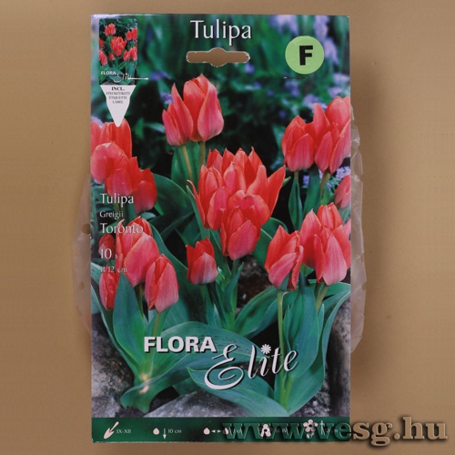 Tulipn /Toronto/ 10db