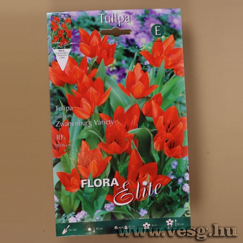Tulip�n /Zwanenburg Variety/ 10db