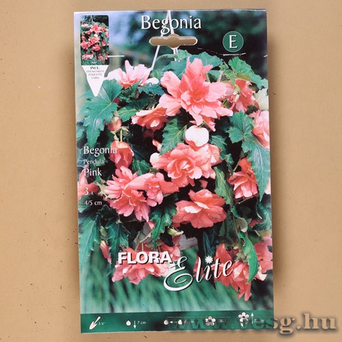 Begónia / Csüngő - Rózsaszín / 3db