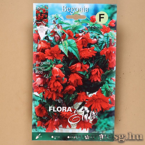 Begónia / Csüngő - Piros / 3db