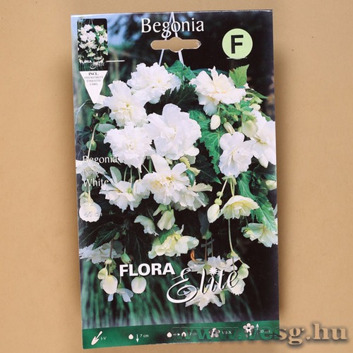Begónia / Csüngő - Fehér / 3db